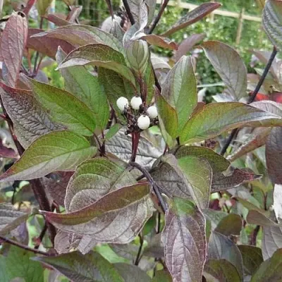 Дерен КЕССЕЛЬРИНГИ в Светлогорске