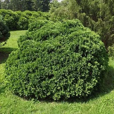 Туя УМБРАКУЛИФЕРА западная в Светлогорске