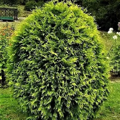 Туя ТИП ТОП западная в Светлогорске