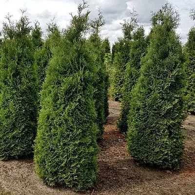Туя ХОЛМСТРУП западная в Светлогорске