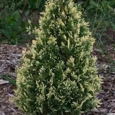 Туя БРАБАНТ ВАРИЕГАТТА западная — описание сорта Туя БРАБАНТ ВАРИЕГАТТА западная в Светлогорске