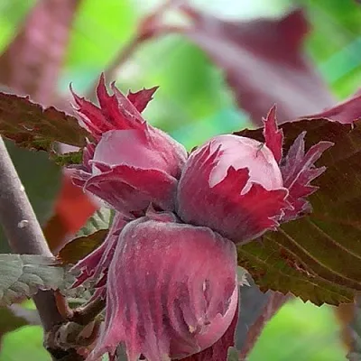 Фундук КАРДИНАЛ в Светлогорске