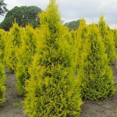 Туя САНКИСТ западная в Светлогорске