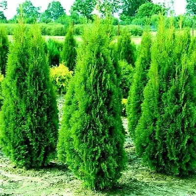 Туя ВИДМАНТ западная в Светлогорске