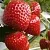Клубника АРГЕНТЕРА в Светлогорске