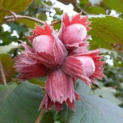 Фундук СКАРЛЕТТ в Светлогорске