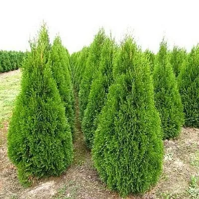 Туя СМАРАГД западная в Светлогорске