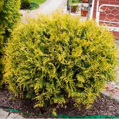Туя КОЛЛЕРС ГОЛД складчатая в Светлогорске
