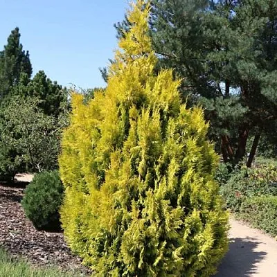 Туя СТОУНХАМ ГОЛД складчатая в Светлогорске