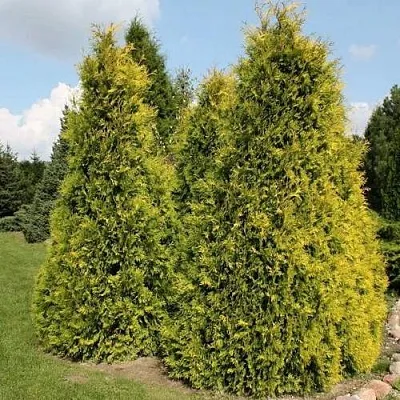 Туя АУРЕОСПИКАТА западная в Светлогорске