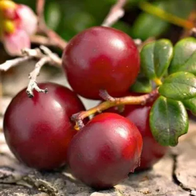 Клюква ЭРЛИ БЛЭК — описание сорта Клюква ЭРЛИ БЛЭК в Светлогорске