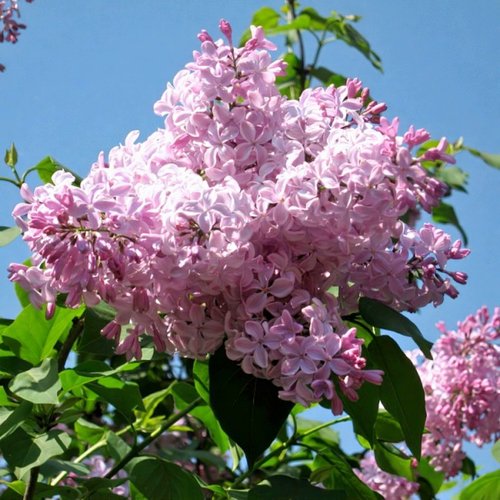 Сирень БУФФОН в Светлогорске