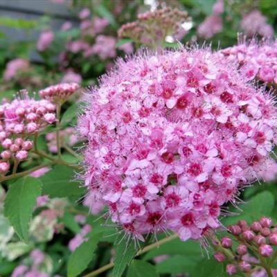 Розовая в Светлогорске