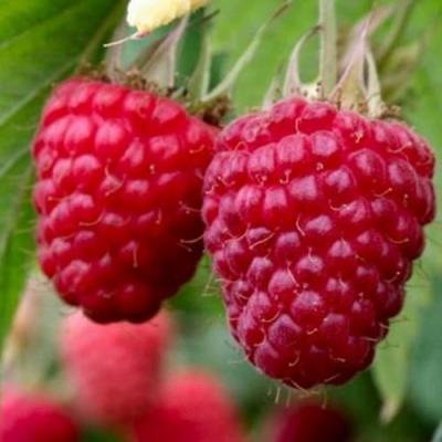 Средняя в Светлогорске