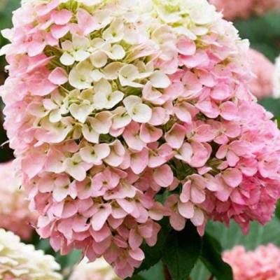 Низкорослые (карликовые) в Светлогорске