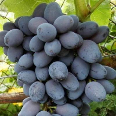 Черный виноград в Светлогорске