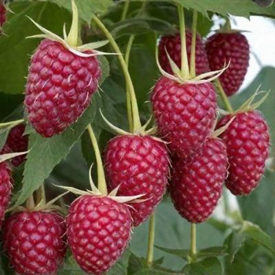 Высокая в Светлогорске