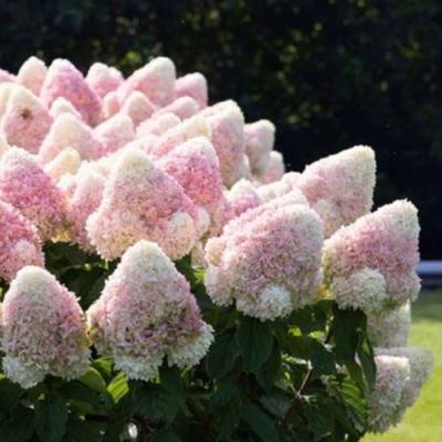 Бело-розовая в Светлогорске