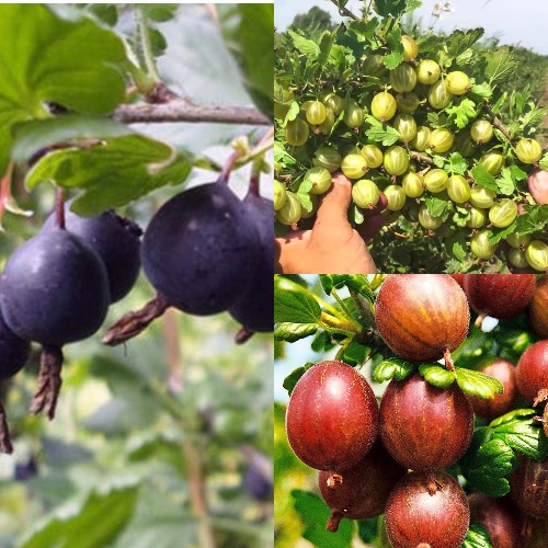 Комплект КРЫЖОВНИК MIX в Светлогорске