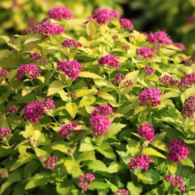 Японская в Светлогорске