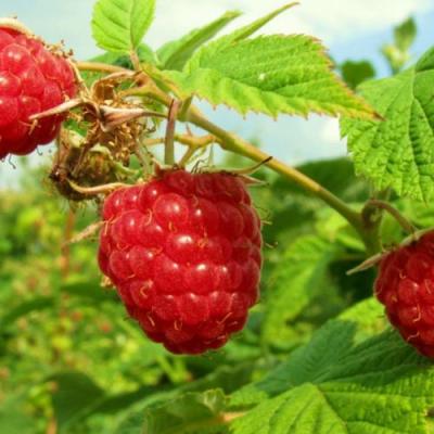 Бесшипная в Светлогорске