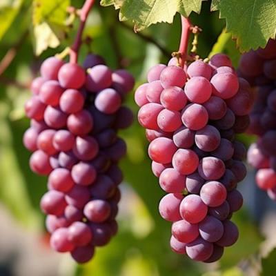 Фиолетовый в Светлогорске