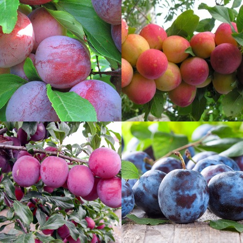 Комплект СЛИВОВЫЙ САД в Светлогорске