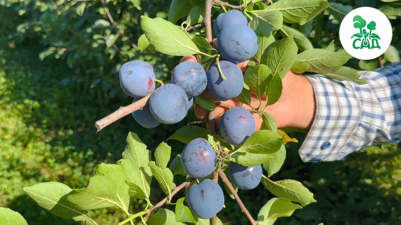 Превью видео