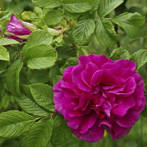 Шиповник ХАНСА в Светлогорске