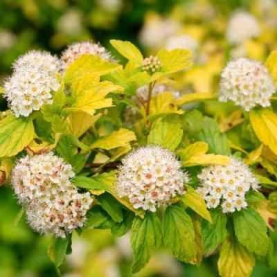 Желтый в Светлогорске