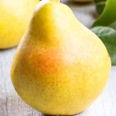 Желтая в Светлогорске