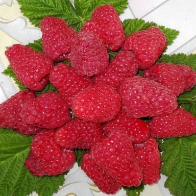 Сладкая в Светлогорске