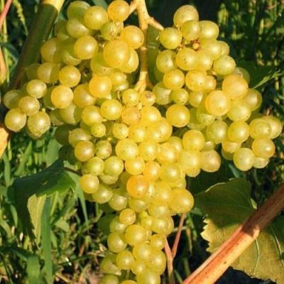 Желтый в Светлогорске