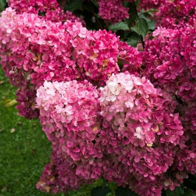 Фрайз в Светлогорске