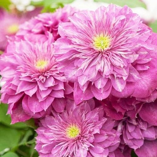 Клематис КАЙЗЕР в Светлогорске