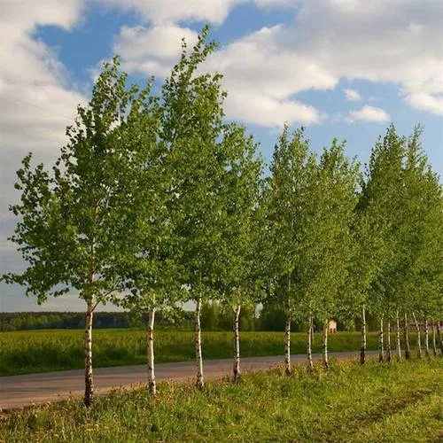 Береза обыкновенная в Светлогорске