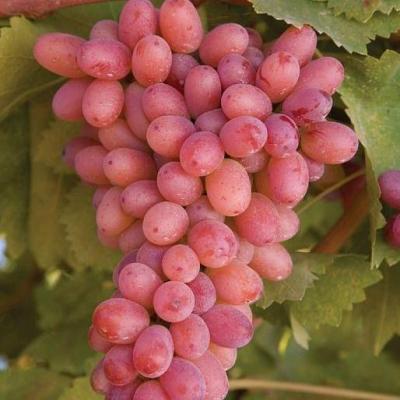 Розовый виноград в Светлогорске