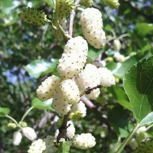 Шелковица БЕЛАЯ МЕДОВАЯ в Светлогорске