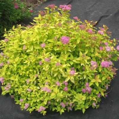 Голден в Светлогорске