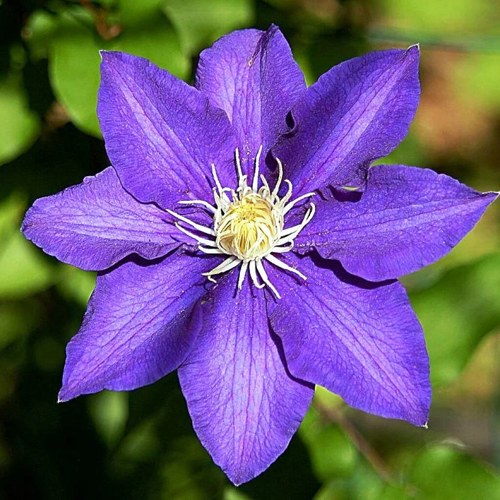 Клематис ЗЕ ПРЕЗИДЕНТ в Светлогорске