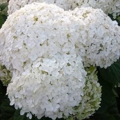 Белая в Светлогорске