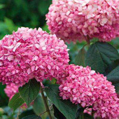 Розовая в Светлогорске