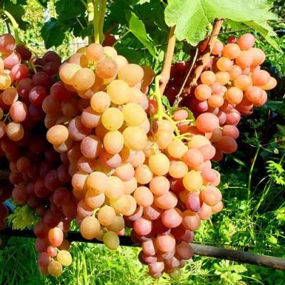 Сладкий в Светлогорске