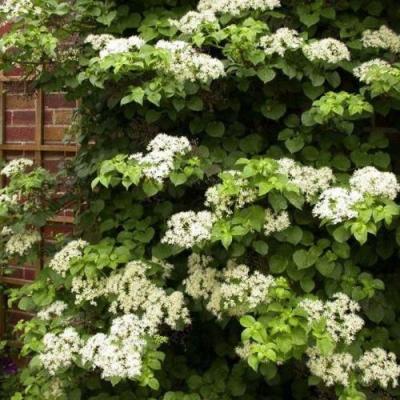 Черешковая в Светлогорске