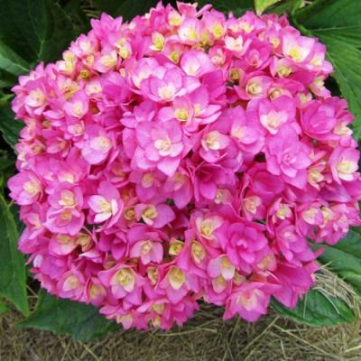 Ремонтантная в Светлогорске