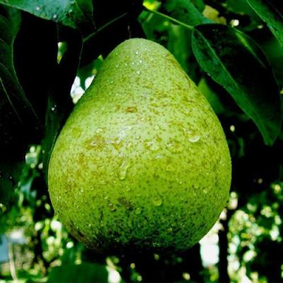 Зеленая в Светлогорске