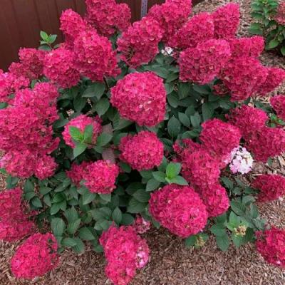 Красная в Светлогорске