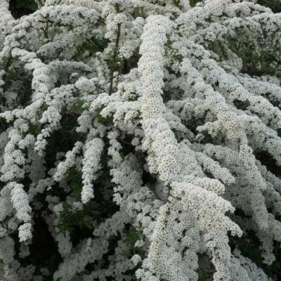 Серая в Светлогорске