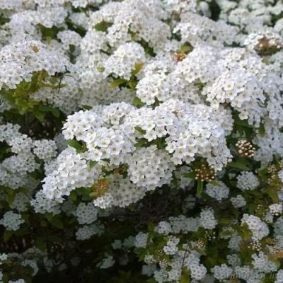 Белая в Светлогорске