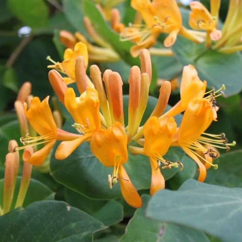 Жимолость ТЕЛЬМАНА в Светлогорске